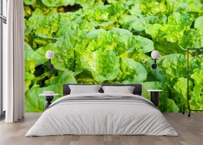 green lettuce plants on growth at field in summer under sunlight. Wall mural