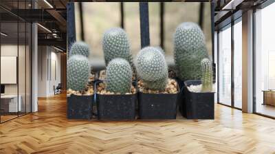 cactus growing in the farm Wall mural