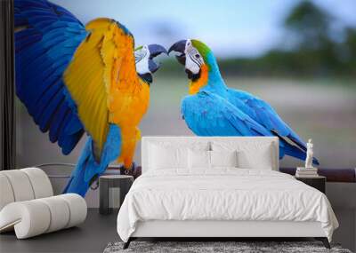 blue and yellow macaw Wall mural