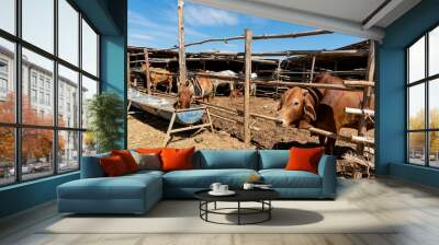 Cows are eating in the trough, and many more in the farm. ventilated, to agriculture and livestock concept Wall mural