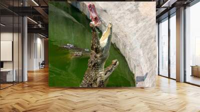 crocodile Wall mural