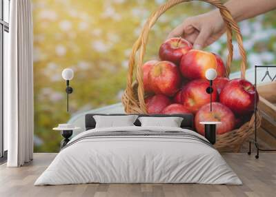 Farmer hand put healthy organic fresh red apples in to the basket Wall mural