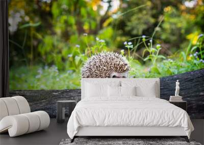 A beautiful hedgehog perched on a branch, Young Asian porcupine walking on a branch and having a background image of beautiful multicolored bokeh. Wall mural