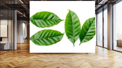 Arabica coffee leaf on a white background. Wall mural