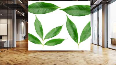 Green lychee leaf on a white background. Wall mural