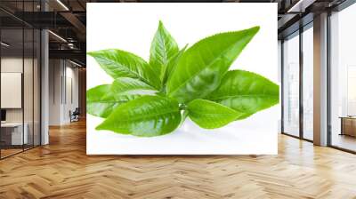 green tea leaf on white background Wall mural