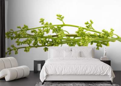 Medicinal neem flower on transparent png Wall mural