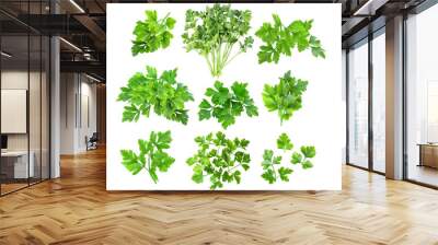 Parsley isolated on transparent png Wall mural