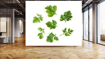 Parsley isolated on transparent png Wall mural