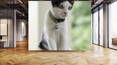 .Kitten sitting on a wooden desk. Wall mural