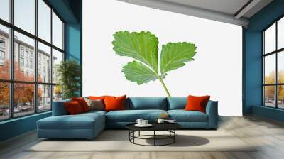 fresh strawberry leaf on a white,isolated Wall mural