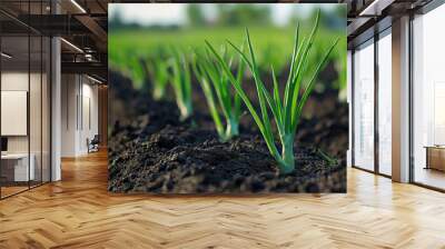 Green onions growing on a green onion farm. Wall mural