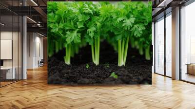 Rows of celery growing on a celery farm. Wall mural