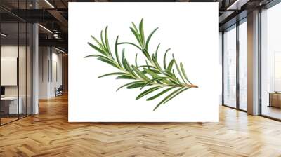 Rosemary isolated on white background, Top view. Wall mural