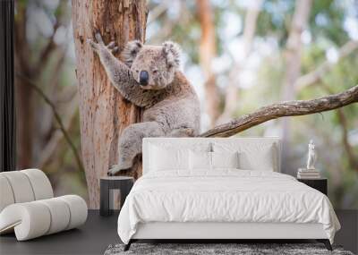 Close up of koala at sanctuary in Australia Wall mural