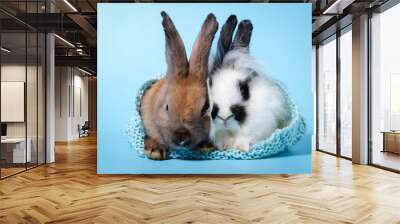 2 cute little rabbits hiding in a knit hat in a light blue background. Easter concept Wall mural