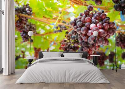 Close-up of bunches of fresh red grapes from many trees. Organic vineyard concept. Modern agriculture. organic food Wall mural