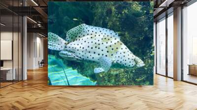 tropical white exotic fish with black points Wall mural