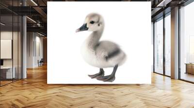 baby swan on a transparent background, Generative ai Wall mural