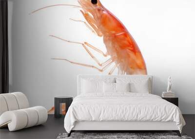 side view of Shrimp fish swimming isolated on a white transparent background  Wall mural