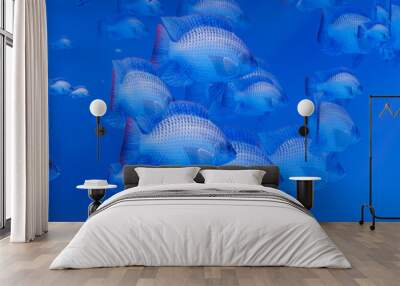 Flocks of fish swim in groups, the underwater circle is shining down. Lots of tilapia Swim in groups or in groups. Naturally, underwater, herds of fish are fed for food. 3D Rendering. Wall mural