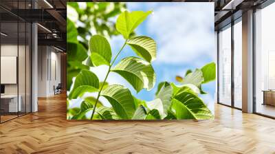 Abstract image of walnut leaves in rays of sunlight. Selective focus, blurred background Wall mural