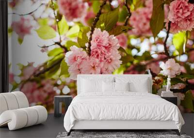 Beautiful cherry blossom. Fresh spring background on nature outdoors Wall mural