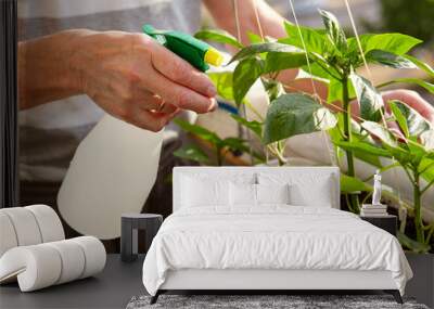 Old man gardening in home greenhouse. Men's hands hold spray bottle and watering the pepper plant Wall mural