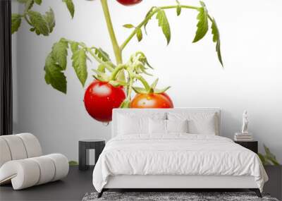 Tomato plant isolated on white background. Green seedling of fresh ripe red tomatoes, close up Wall mural