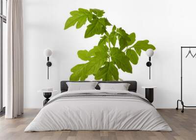 Young seedlings of tomato in pot isolated on a white background. Green seedling of fresh tomatoes plant Wall mural