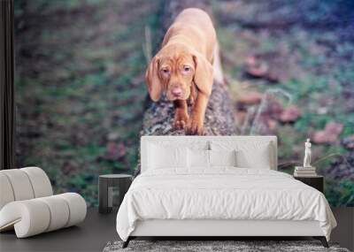 Viza puppy walking on tree trunk outside Wall mural