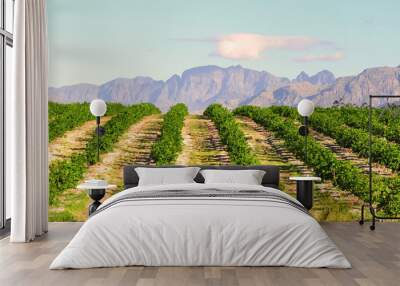 Lemon orchard and mountain lanscape, South Africa Western Cape Wall mural