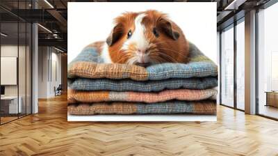 A cute guinea pig wrapped in a blanket, white background Wall mural