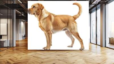 A full-body profile of a golden Labrador Retriever standing on a white background, showcasing its sleek fur and alert posture. Wall mural