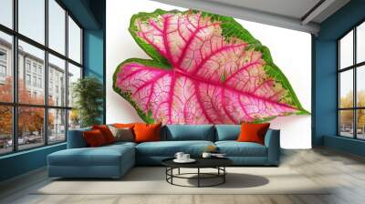 A vibrant caladium leaf with striking pink veins and green edges against a white background, showcasing nature's intricate beauty. Wall mural