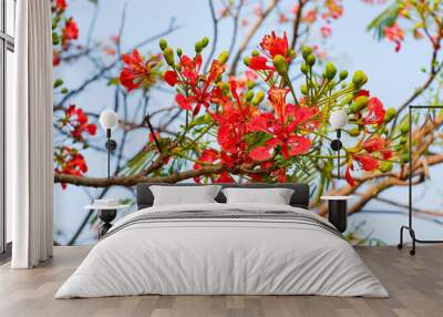 Selective focus colorful Delonix Regia flower in the sky background.Also called Royal Poinciana, Flamboyant, Flame Tree.Beautiful red flower in a garden. Wall mural