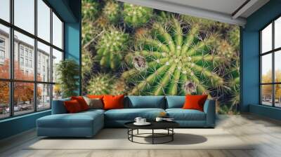 Variety of green cactus plants in pots. Cactus farming as a hobby concept.  Wall mural