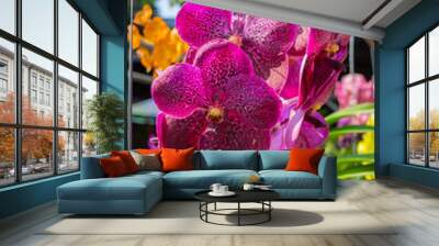 puple vanda orchid. Wall mural