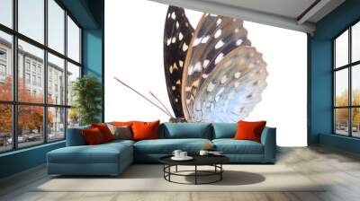 Beautiful butterfly isolated on white backgroun Wall mural