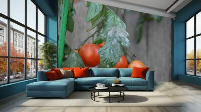 Tomato plant disease, powdery white mildew, on tomato leaves in home garden. Wall mural