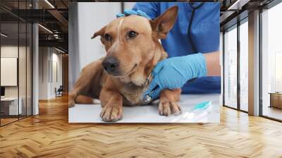 The veterinarian doctor treating, checking on dog at vet clinic
 Wall mural