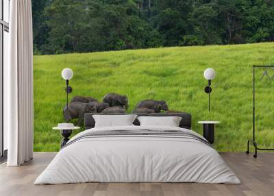 Elephants in the field Wall mural