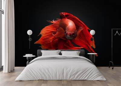 siamese fighting fish Wall mural