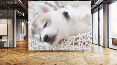 cute siberian husky puppy Wall mural