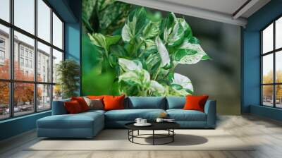 Manjula pothos plant having large, heart-shaped leaves with white, green, and cream variegation. A cultivar of Epipremnum aureum, the plant is toxic to pets. Wall mural