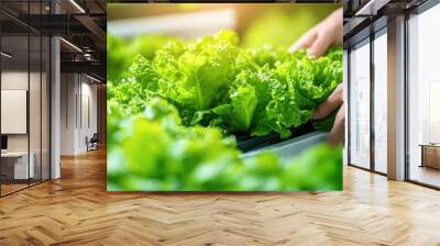 Fresh green lettuce harvested with care Wall mural