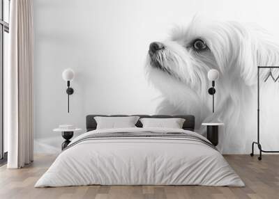 A black-and-white portrait of a small, fluffy dog looking thoughtfully to the side. Wall mural