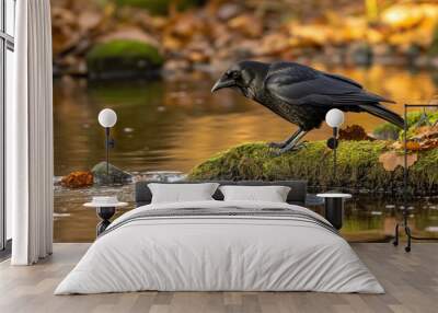 A black bird stands on a mossy rock by a calm stream, surrounded by autumn leaves. Wall mural