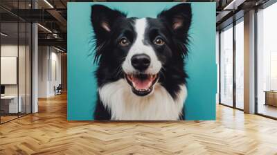 A close-up portrait of a happy black and white dog against a blue background. Wall mural