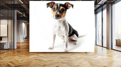 A small dog with a black and white coat sitting gracefully against a white background. Wall mural